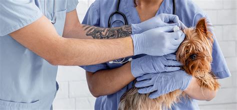 vet emergency clinic near me.